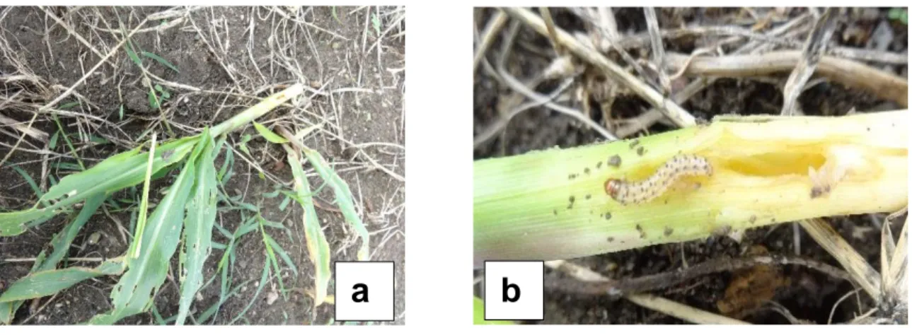 Figura 9.a, b. Afectaciones de D. lineolata; a: muerte de la planta; b:larva de bórer en el tallo  