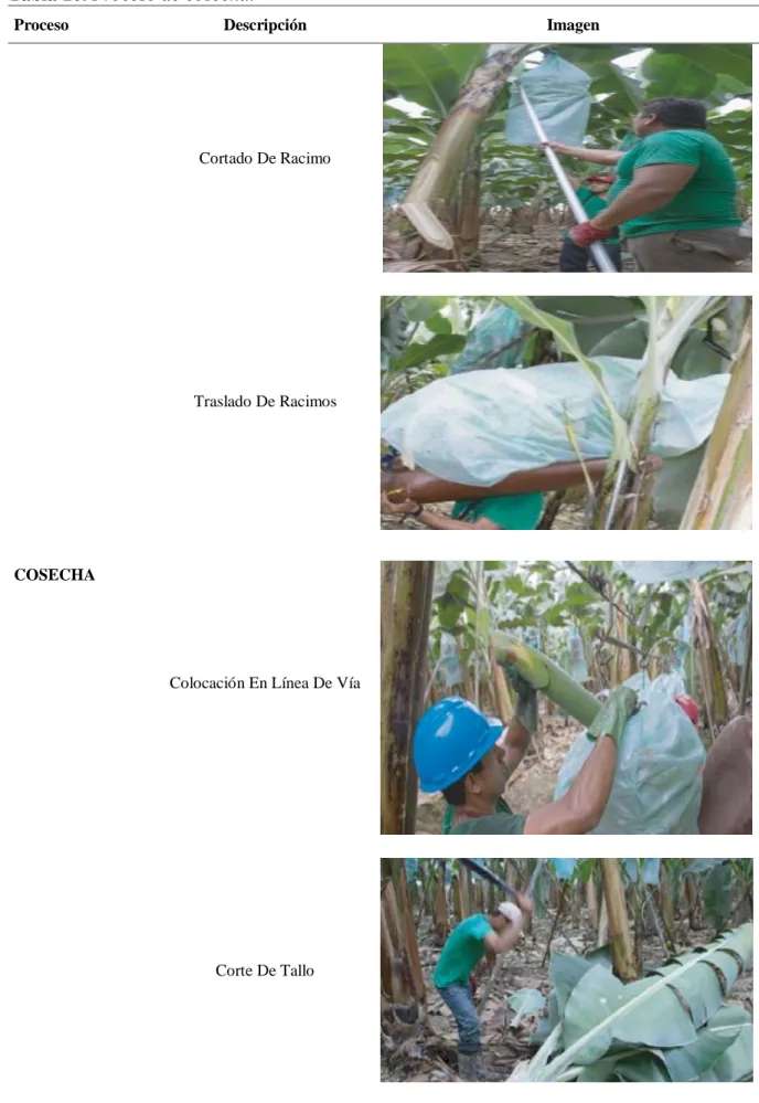 Tabla 10. Proceso de cosecha. 