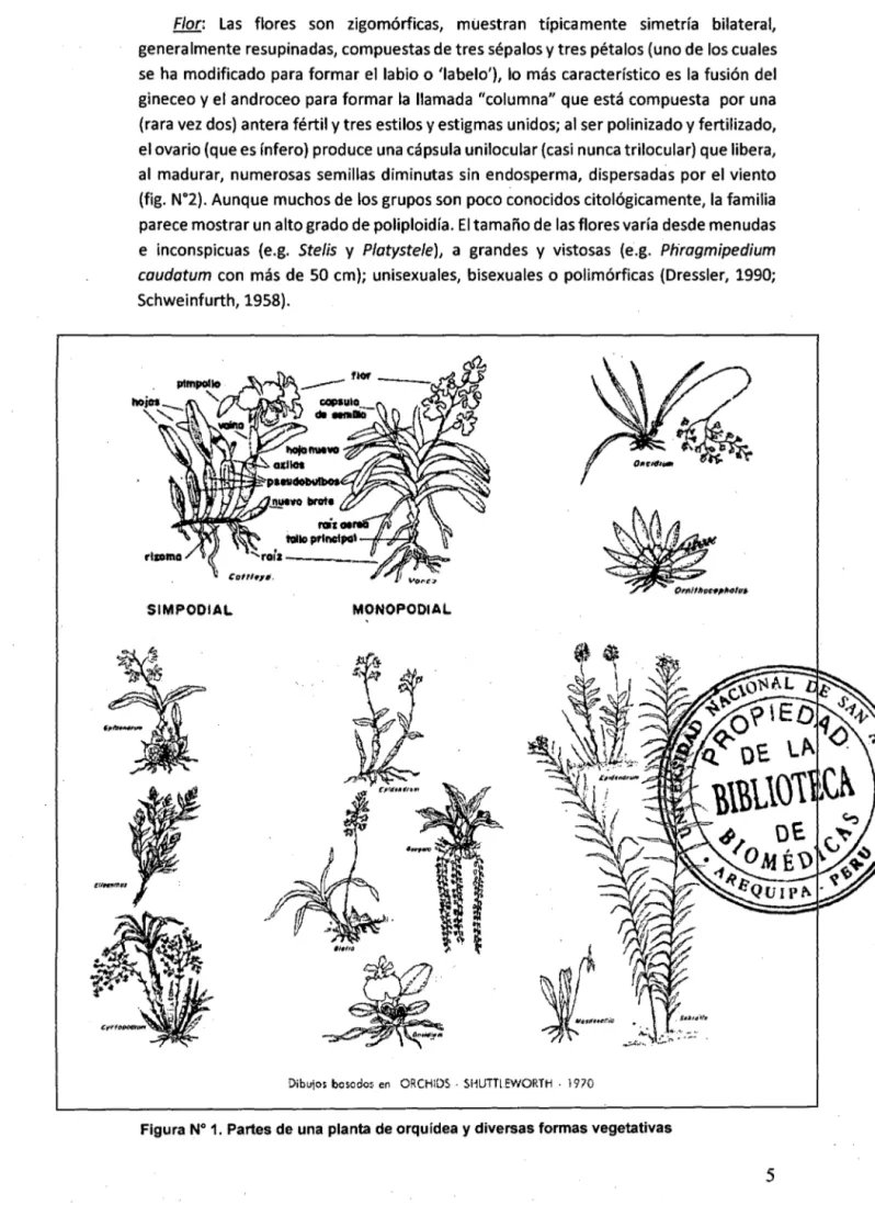 Figura N° 1. Partes de una planta de orquídea  y  diversas formas vegetativas 