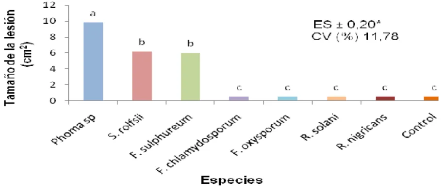 Figura 15. Resultados de la primera inoculación en Colocasia (Clon 'Camerun-14'). 