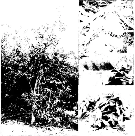 Figura 5.  Planta de Annona muricata  L.  A:  Árbol,  B:  Fruto,  C:  Flor,  D:  Hojas 