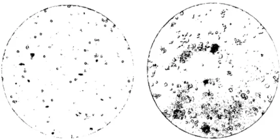 Figura 6.  Micrografía de CMSP (400X)  Figura 7.  Micrografía de células  MCF-7(400X) 