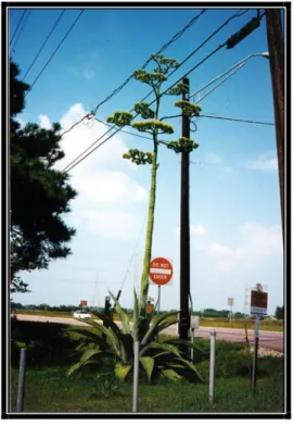 Fig. 8.  Agave florecido 