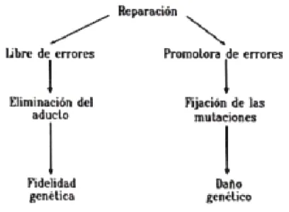 Figura 8.  Mecanismos de reparación del ADN. 