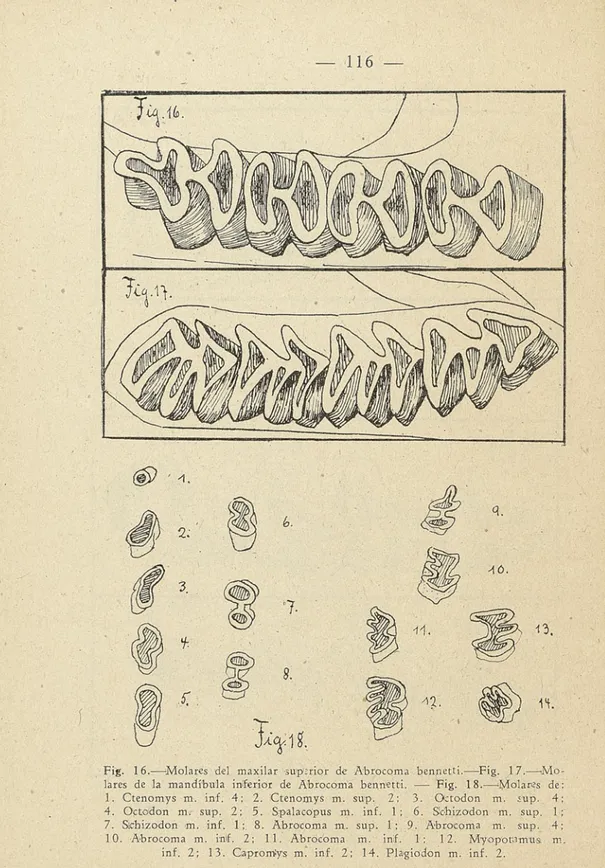 Fig. 16. — Molares del maxilar superior de Abrocoma bennetti. — Fig. 17. — Mo