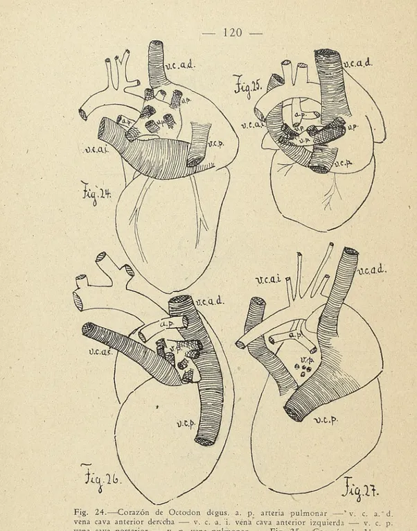Fig. 24. — 'Corazón de Octodon degus. a. p. arteria pulmonar — * v. c. a.'d.