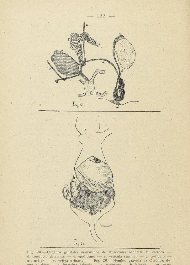 Fig. 28. — Órganos genitales masculinos de Abrocoma bennetti. b. escroto — d. conducto deferente — e