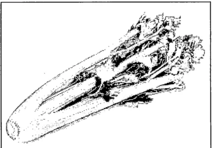 FIGURA 6:  Apio ( Apium  Graveolens) 