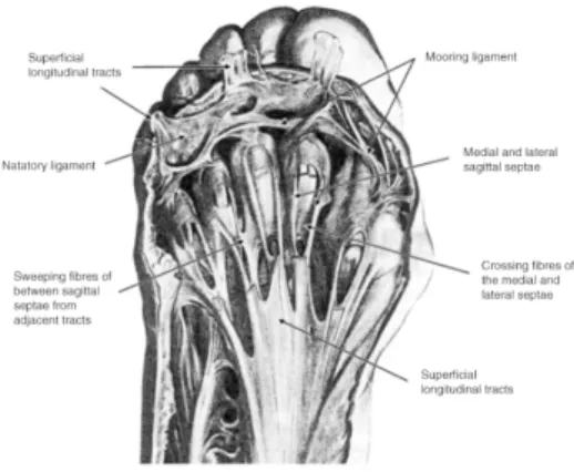 Ilustración	2:	 Anatomía	de	la	Fascia	Plantar.	Extraido	de	The	pathomecanics	of	Plantar	fasciitis.	Scott	C.	Wearing	et	al.