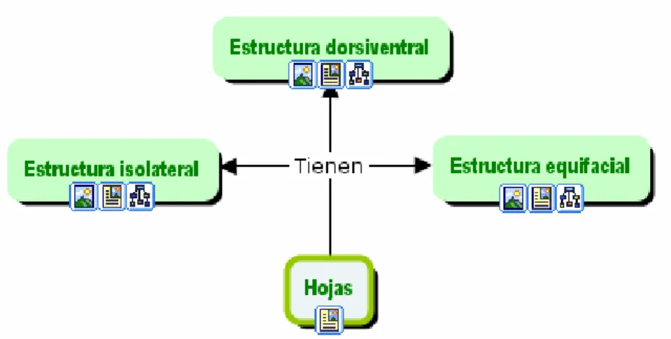 Figura  III.3-C. Tipo de estructura que presentan las hojas 