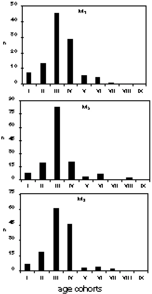 Figure  5:  Age  structure  histogram  for  the Zoolithenhöhle bear population based on  erup-tion and occlusal wear of mandibular molars.