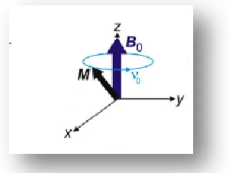 Figura  5.  Las  componentes  en  el  plano  x-y  varían  con  el  tiempo  a  la  frecuencia  B 0   denominada  frecuencia de resonancia de Larmor (  )