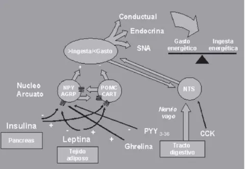 Figura 1. Ejemplo de «Pirámide de la Alimentación».