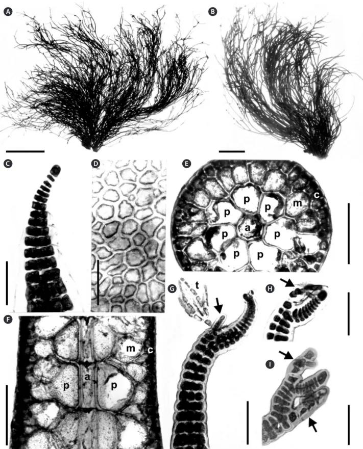 Fig. 3.  Alsidium oliveiranum sp. nov. (A &amp; B) Habit of tetrasporangial plants. (C) Apex of a branch with a domed-shaped apical cell