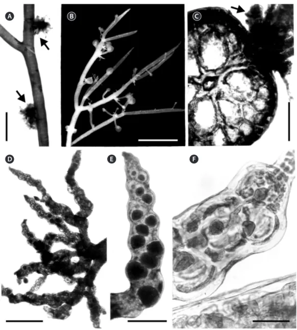Fig. 4.  Alsidium oliveiranum sp. nov. (A) Axis of a tetrasporophyte with clusters of tetrasporangial branches (arrows)