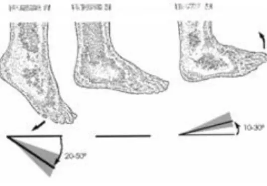 Figura 1 Posición de referencia y movimientos de flexo-extensión del tobillo 