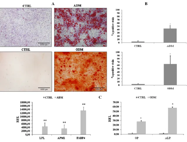 Fig. 1 Adipogenic and osteogenic differentiation of BM-MSCs grown in adipogenic (ADM) and osteogenic (ODM) differentiation  medium with their respective control grown in DMEM with 20 % FBS (CTRL) (a)