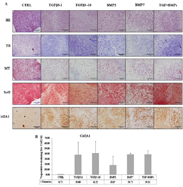 Fig. 2  Histologic  and  immunohistochemical  analysis  of  the  BM-MSCs  chondrogenic  differentiation  in  normoxic  conditions