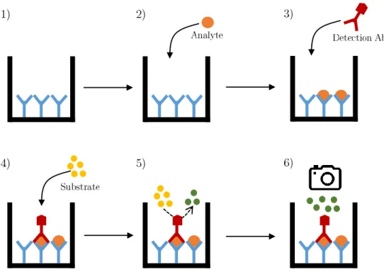 Figure 2.1: Execution phases for a sandwhich type ELISA.