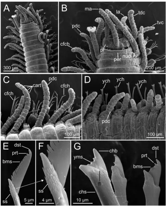 Figure 4 SEM micrographs of Syllis gracilis. One specimen (MNCN 16.01/18341). (A) Anterior end, dorsal view; (B) detail of anterior end showing main sensory elements; (C–D) detail of anterior and  me-dian region in dorsal view showing several parapodial ci