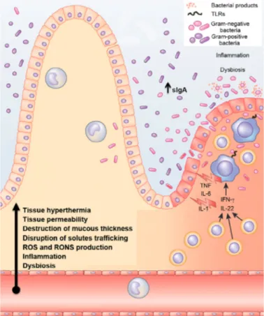 Fig. 3. Endurance: crosstalk between intestinal microbiota, immune responses and redox status