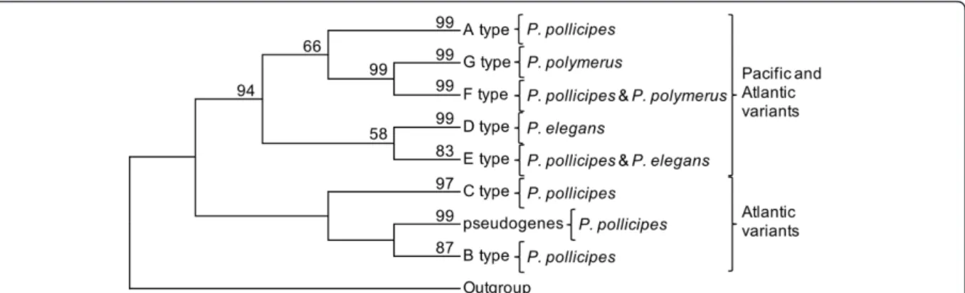 Figure 2 Phylogenetic networks of 5S rDNA constructed using the neighbor net algorithm