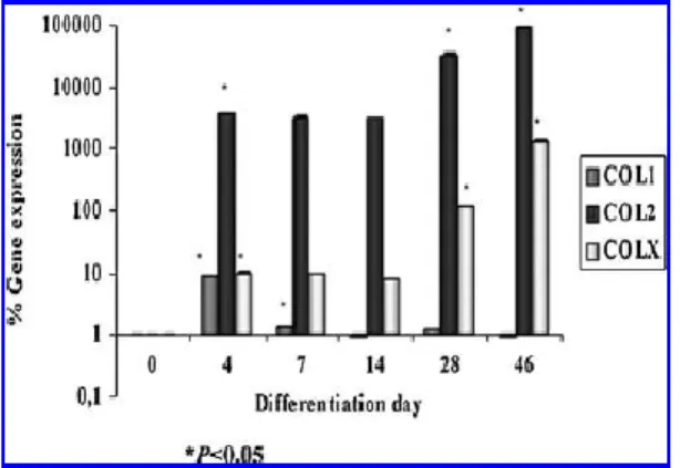 FIG.  5.  Expression  of  mRNA  during  chondrocyte-like  cell  differentiation  in  spheroids  engineered  using  MSCs  derived  from umbilical cord stroma after 4, 7, 14, 28, and 46 days in  culture  in  chondrogenic  differentiation  medium