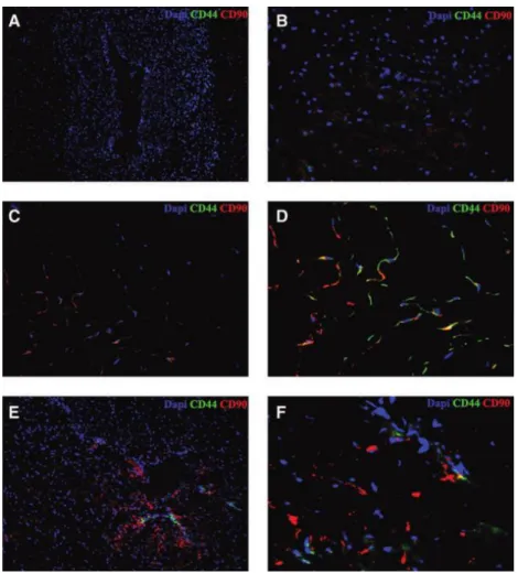 FIG. 1. Detection of the mesenchymal stem cell (MSC) markers, CD44 and CD90, in umbilical  cord  tissue  using  immunofluorescence  in  7-µm-  thick  cryosections