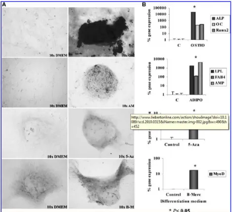 FIG.  3.  Differentiation  of  MSCs  along  mesodermal  and  ectodermal  lineages.  (A)  MSCs  from  umbilical cord stroma were differentiated toward osteocytes (top panel) and adipocytes (middle  upper panel), using commercial media (Cambrex)
