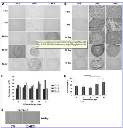 FIG. 4. Analysis of chondrogenesis in spheroids engineered using MSCs derived from umbilical  cord stroma after 4, 7, 14, 28, and 46 days in culture in chondrogenic differentiation media