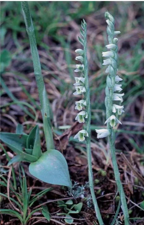 Figura 6. Inflorescencias e follas de S. spiralis.  