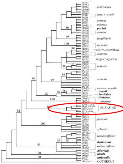 Figura  2.  Filoxenia  dos  taxones  do  xénero  Spiranthes  (Dueck  &amp;  Cameron,  2007)