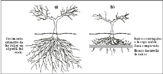 Figura 3. Planta desarrollada sobre un suelo sin compactar (a) y (b) sobre un suelo  compactado 