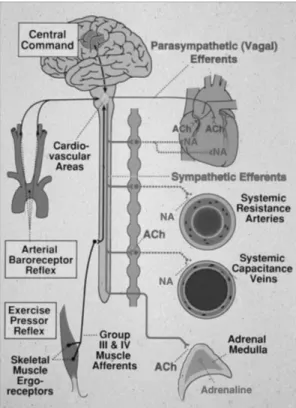 Figura  2.  Control  neuro-cardiovascular  durante  ejercicio:  mecanismos  centrales  y  reflejos
