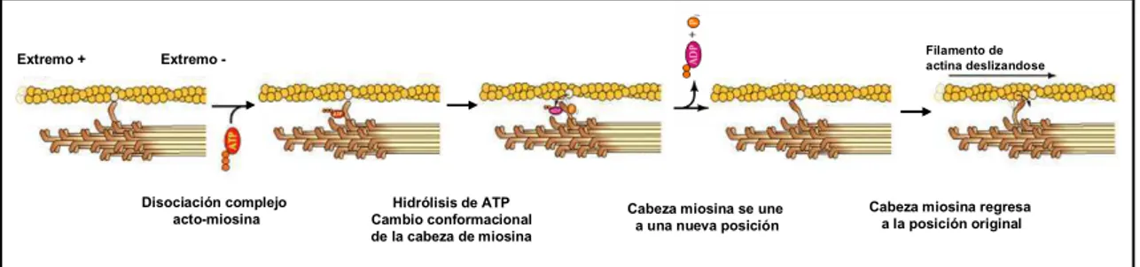 Figura 10: Esquema del  movimiento de deslizamiento de los filamentos de actina  sobre las de  miosina  (Cooper, 2000)