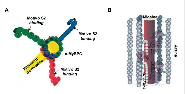Figura  13:  Dos  modelos  distintos  proponen  la  disposición  de  la  c-MyBPC  en  el  filamento  grueso