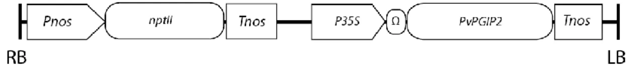 Figura 2. Representación esquemática de la región ADN-T del vector recombinante pBI121- pBI121-PvPGIP2