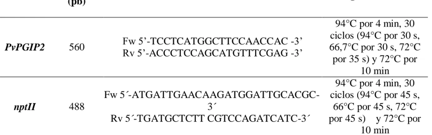 Tabla  2:  Cebadores  y  condiciones  empleados  en  la  reacción  en  cadena  de  la  polimerasa  para la detección de los genes PvPGIP2 y nptII sobre muestras de ADN aislado de plantas  de banano cv