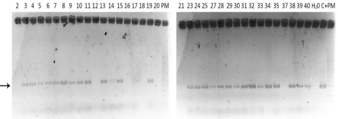 Figura 6. Electroforesis  en  gel  de  agarosa  al  1,5%  (m/v)  del  producto  de  PCR  realizado  con  el  ADN  extraído  a  partir  de  72  líneas  regeneradas  de  banano  cv