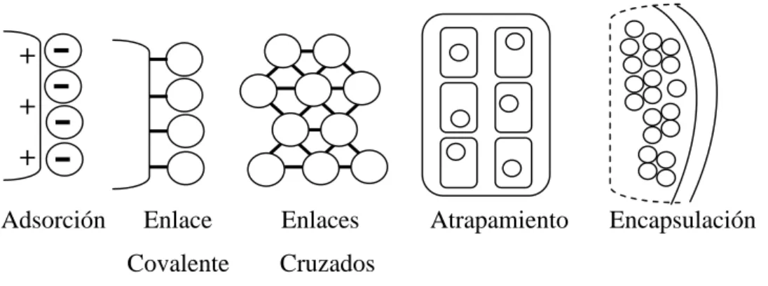 Figura 2.2 Principales tipos de inmovilización de biocatalizadores.