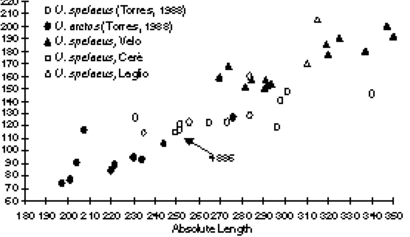 Figure 3. Graphic relative to the relation between the Absolute length and Height of the vertical ramus (in mm) in bears mandibles (by: ROSSI &amp; SANTI, in press b, mod.).