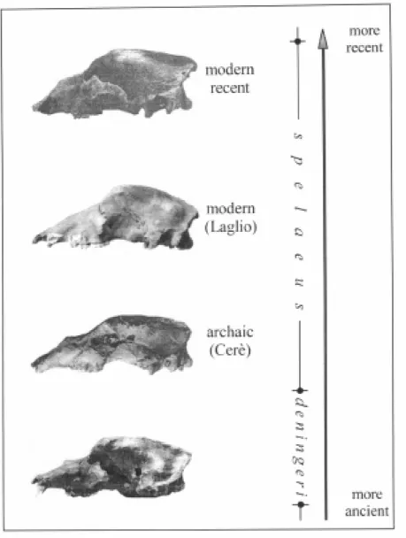 Figure 5. Cranial morphologic variation on the chronological base, by Ursus deningeri at Ursus spe - -laeus ("archaic" and "modern")