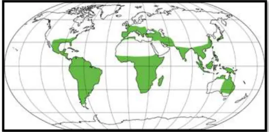 Figura 3-1: Distribución Geográfica de Amaryllidaceae 