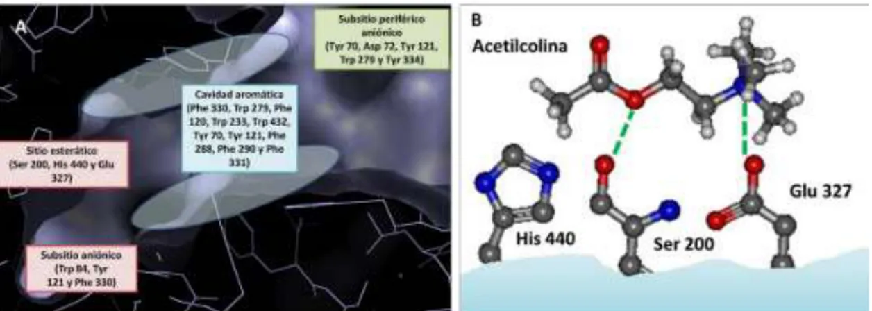 Figura 6-1. A) Diferentes subsitios presentes en la cavidad del sitio activo. B) Disposición de  la acetilcolina en el sitio activo de la enzima, en donde ocurre la hidrólisis del neurotransmisor 