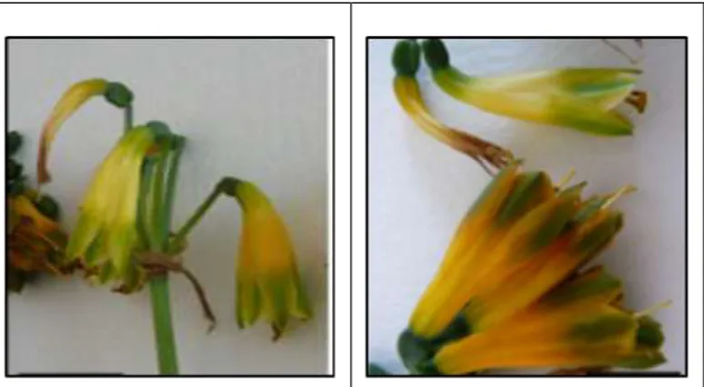 Figura 1-3P. viridiflora de flores amarillas y posible hibrido P. dubia x P. 