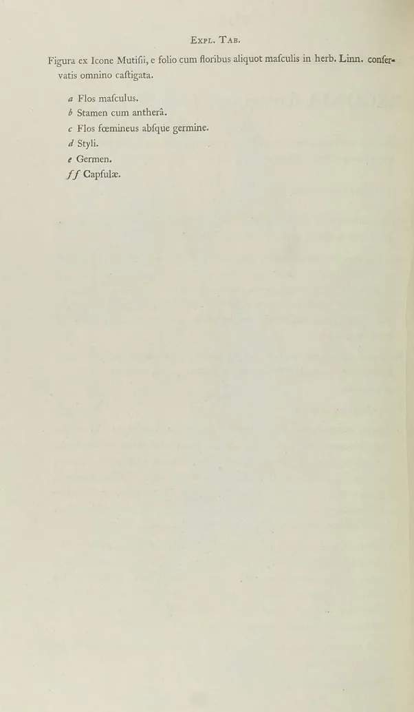 Figura ex Icone Mutifii, e folio cum floribus aliquot mafculis in herb. Linn. confer- confer-vatis omnino caftigata.