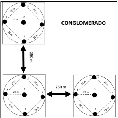 Gráfico 2-2: Estructura del Conglomerado 