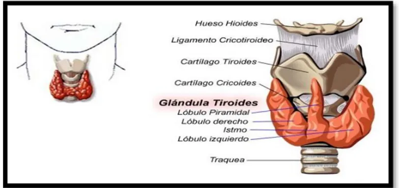 Figura  1–2: Glándula tiroidea. Anatomía y Fisiologia                            Fuente: (Ángeles Martín-Almendra, 2016)