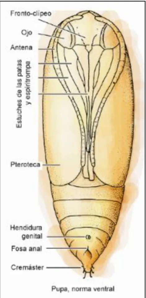 Figura 6-2: Pupa normal ventra.  