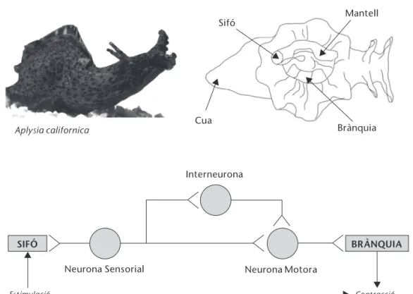 Figura 2.  Representació gràfica de l’Aplysia californica i el reflex de retirada de la brànquia.